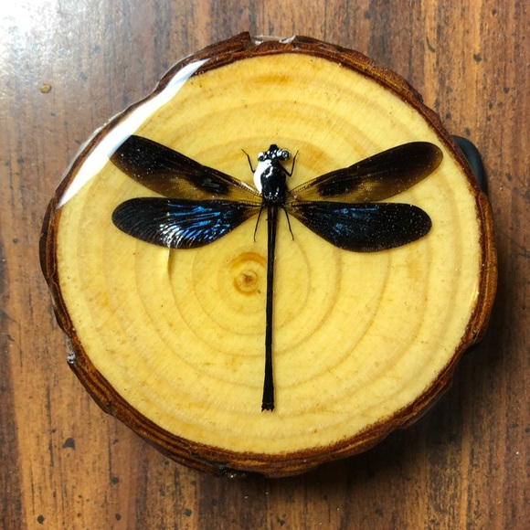 Dragonfly belt buckle - Picture 2 of 3